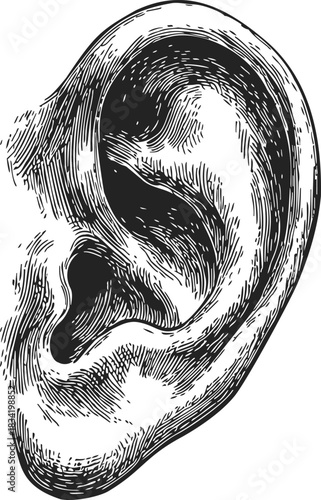 Human ear sketch, hand drawn vector, detailed anatomical illustration. Vector illustration