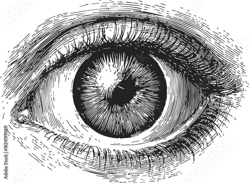 Eye sketch hand drawn detailed human eye with eyelashes and iris. Vector illustration