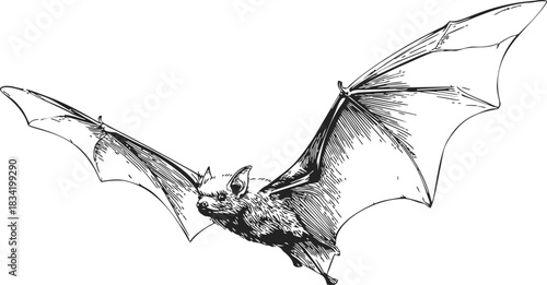 Bat hand drawn sketch, detailed flying animal with outstretched wings. Vector illustration