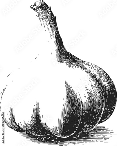 Garlic bulb sketch hand drawn detailed botanical illustration. Vector illustration