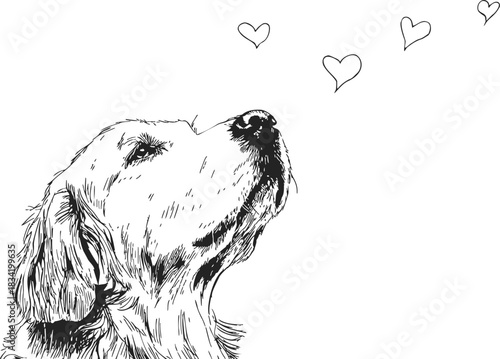 Dog sketch hand drawn Labrador retriever looking up with floating hearts. Vector illustration