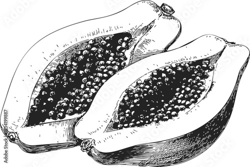 Papaya halves sketch hand drawn style with seeds detailed. Vector illustration
