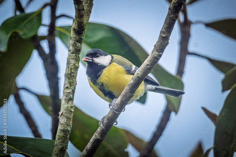Obraz premium Close up of a Great Tit (Parus Major) perched on the branch of a tree in France