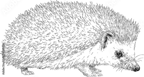 Hedgehog sketch hand drawn side view detailed spines and face. Vector illustration