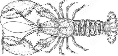 Lobster sketch hand drawn detailed top view with claws and segmented tail. Vector illustration