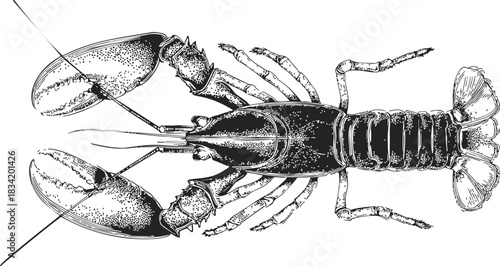 Lobster sketch hand drawn detailed top view with claws and tail. Vector illustration