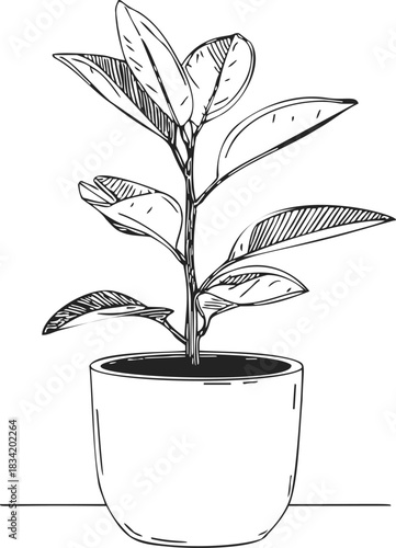 Houseplant sketch hand drawn potted indoor plant with broad leaves. Vector illustration