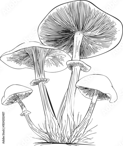 Mushrooms sketch hand drawn botanical illustration with detailed gills and stems. Vector illustration