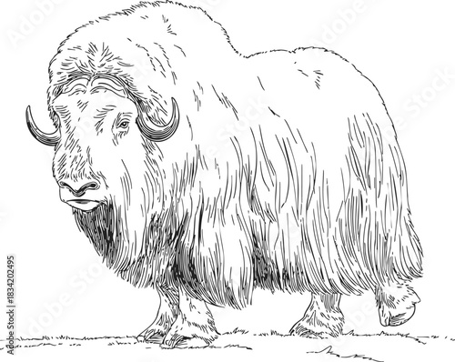 Musk ox sketch hand drawn style standing on ground. Vector illustration