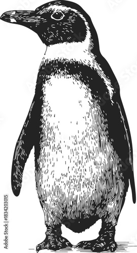 Penguin sketch hand drawn standing side view detailed black and white. Vector illustration