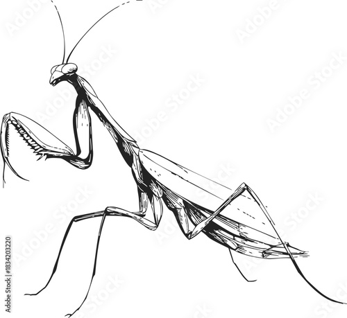 Praying mantis sketch hand drawn insect with detailed body and legs. Vector illustration