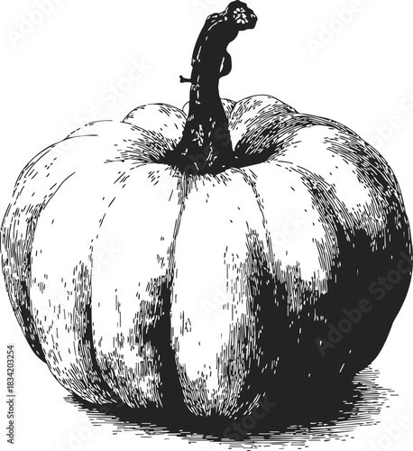 Pumpkin sketch hand drawn with detailed shading and textured stem. Vector illustration