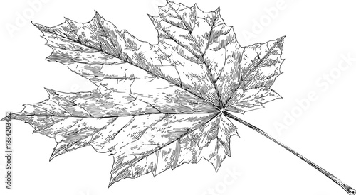 Maple leaf sketch hand drawn detailed botanical illustration. Vector illustration