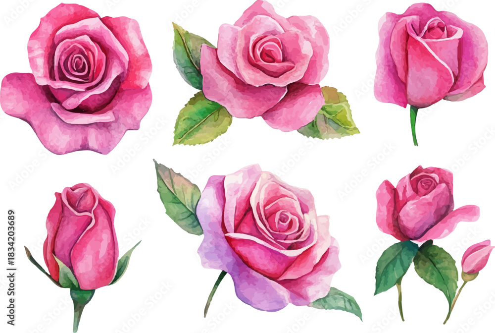 Fototapeta premium pink roses on white