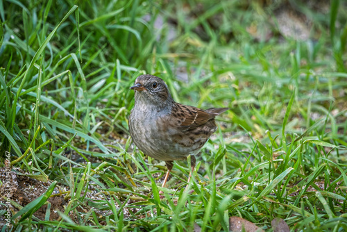 Close up of a Dunnock (Prunella modularis) on the ground in France