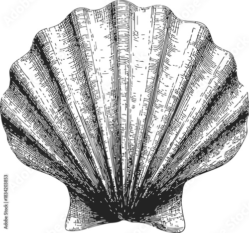 Scallop shell sketch, hand drawn line art with detailed texture. Vector illustration