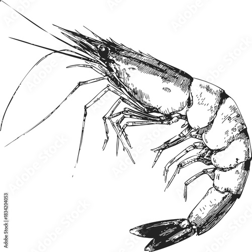 Shrimp sketch hand drawn detailed crustacean isolated on white background. Vector illustration