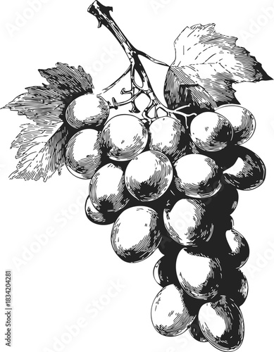 Grape cluster sketch hand drawn with leaves and stem. Vector illustration