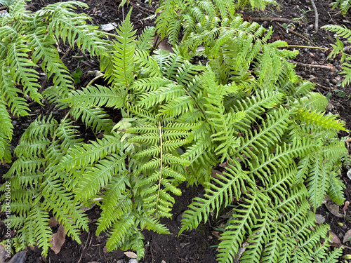 Woodwardia radicans, the chain fern, or rooting chainfern, is a species of fern in the family Blechnaceae, mainly found in Macaronesia and southwestern Europe