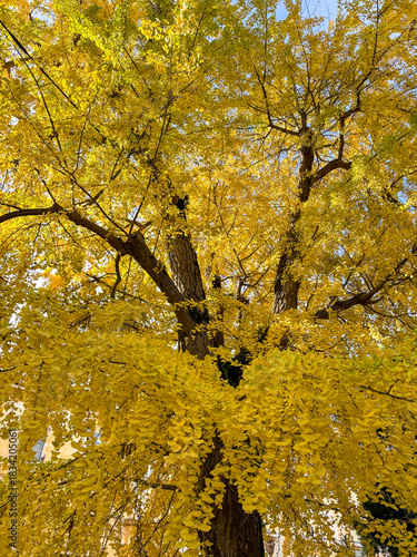 Autumnal view of a specimen of Ginkgo biloba, commonly known as maidenhair tree.