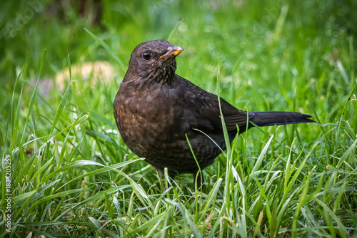 Close up of a female Blackbird (Turdus merula) on a grass lawn in a garden in France