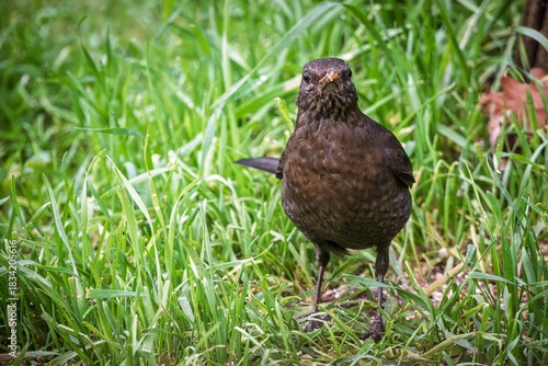 Close up of a female Blackbird (Turdus merula) looking towards the camera on a grass lawn in a garden in France