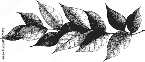 Leaves branch sketch hand drawn detailed botanical foliage black and white. Vector illustration