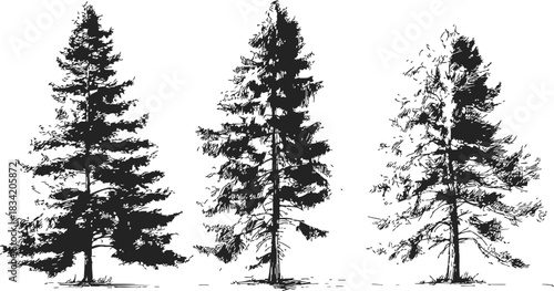 Pine trees sketch hand drawn realistic coniferous forest silhouette set. Vector illustration