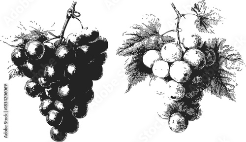 Grape bunches sketch hand drawn with leaves detailed botanical style. Vector illustration