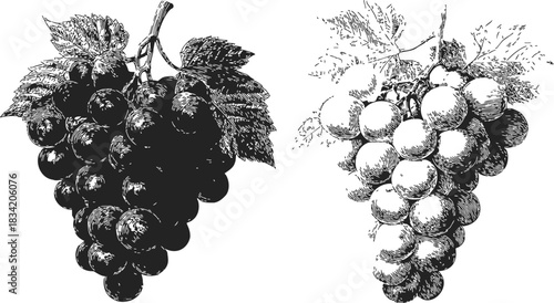 Grape bunches sketch hand drawn with leaves detailed botanical style. Vector illustration