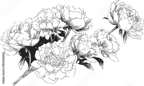 Peony flowers sketch hand drawn with detailed petals and leaves. Vector illustration