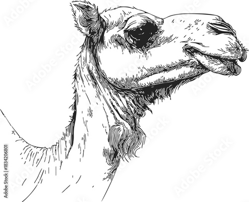 Camel head sketch, hand drawn vector, detailed portrait with expressive lines. Vector illustration