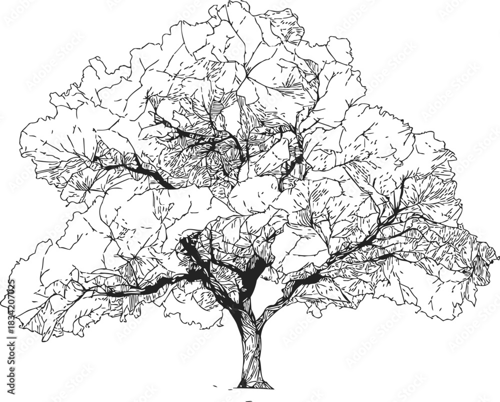 Fototapeta premium Tree sketch hand drawn detailed branches and foliage isolated on white. Vector illustration