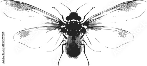 Fly insect sketch, hand drawn detailed wings and body, top view. Vector illustration