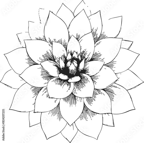 Lotus flower sketch hand drawn with detailed layered petals. Vector illustration