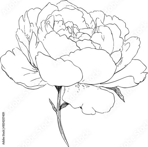 Peony flower sketch hand drawn with detailed petals and stem. Vector illustration