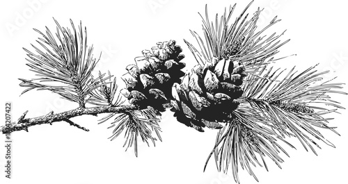 Pine cone branch sketch, hand drawn style with detailed needles and cones. Vector illustration