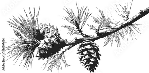 Pine cone branch sketch, hand drawn botanical illustration with needles and cones. Vector illustration
