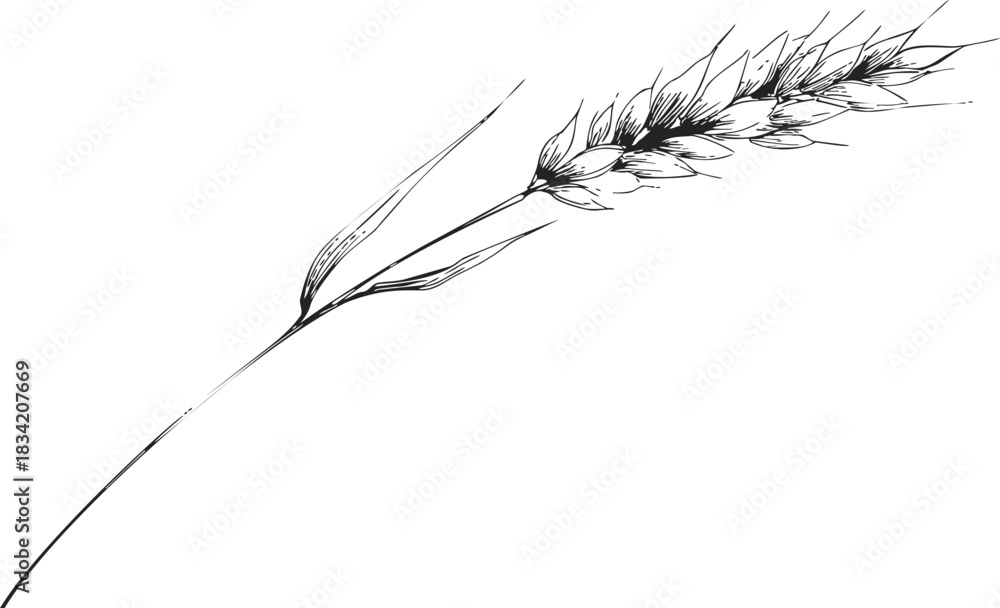 Obraz premium Wheat ear sketch hand drawn botanical spikelet with long stem. Vector illustration