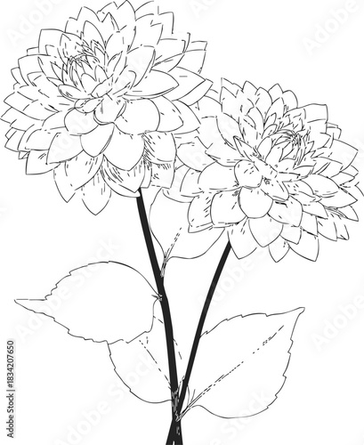 Dahlia flowers sketch, hand drawn style with detailed petals and leaves. Vector illustration