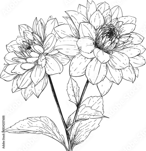 Dahlia flowers sketch hand drawn botanical illustration with detailed petals and leaves. Vector illustration