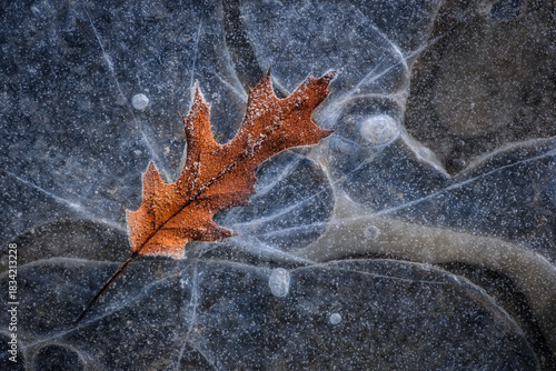 Frozen Oak Leaf in Winter Ice