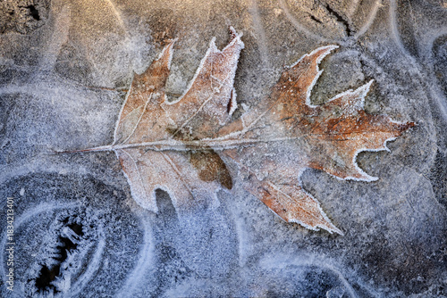 Frozen Oak Leaf in Winter Ice
