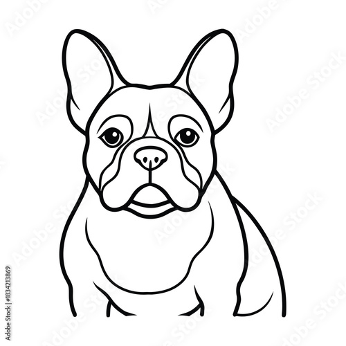 A cute, brown and white French Bulldog puppy is an isolated studio portrait vector illustration of an adorable purebred pet animal