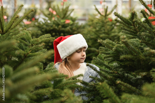 A girl chooses a Christmas tree in the market.