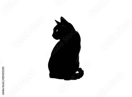 black cat on white background