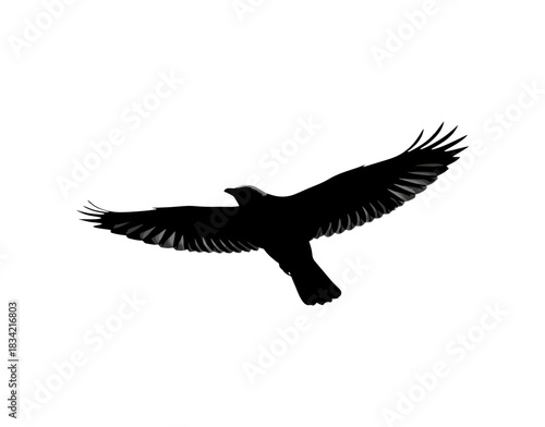 eagle in flight