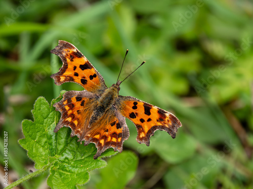 A Comma Butterfly Resting in a Meadow