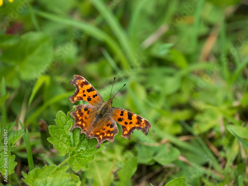 A Comma Butterfly Resting in a Meadow