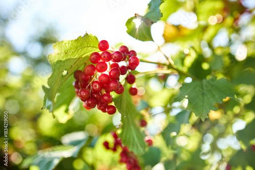 Bright red berries cluster on green leaves, basking in sunlight. This garden scene showcases nature's beauty during a sunny day, evoking a sense of tranquility and abundance.
